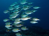 Gnathodentex aureolineatus Gold-lined sea bream New Caledonia fishes collection