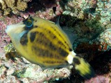 Cantherhines fronticinctus Spectacled filefish New Caledonia Body overall pale greyish-brown
