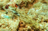 Fusigobius signipinnis Hirefuri sankaku haze ヒレフリサンカクハゼ ニューカレドニア