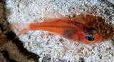 Apogon doryssa Night cardinalfish New Caledonia red head