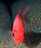 Myripristis hexagona マルマツカサ ニューカレドニア