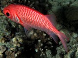 Myripristis hexagona Doubletooth soldierfish New Caledonia Two pairs of tooth patches