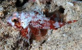 Sebastapistes strongia Scorpène de l'île Strong Nouvelle-Calédonie poisson scorpion