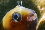 Ecsenius bicolor Two-colored blenny New Caledonia macro mouth