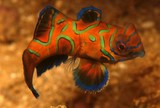 Synchiropus splendidus 花斑连鳍䲗 新喀里多尼亞