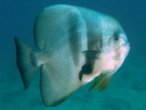 Platax teira Langflossen-Fledermausfisch Nöikaledonie