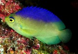 Centropyge colini Cocos-Keeling angelfish New Caledonia lemon-yellow with a purplish-blue back