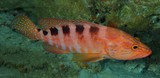 Cephalopholis sexmaculata Sixblotch hind New Caledonia orange-red color