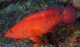 Cephalopholis miniata Loche sanguine Nouvelle-Calédonie robe d'un beau rouge parsemé de points blancs bleutés