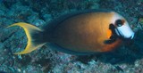 Acanthurus pyroferus orange-gilled surgeonfish New Caledonia Juveniles mimic Centropyge