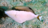 Sufflamen chrysopterum Yellowstreak triggerfish New Caledonia Oviparous Monogamous Fish