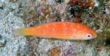 Cirrhilabrus bathyphilus Deepwater Wrasse New Caledonia complex of allopatric closely related species in the southeastern Pacific Ocean
