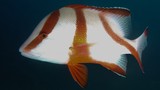 Lutjanus sebae Emperor red snapper New Caledonia Generally red or pink, darker on the back