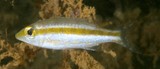 Lethrinus variegatus Slender emperor  juvenile New Caledonia scuba diving New Caledonian Lagoon