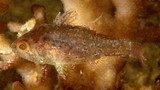 Foa fo Samoan cardinalfish New Caledonia body scales margins uniform to pale edging