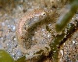 Acentronura breviperula Short-pouch Pygmy Pipehorse New Caledonia tail prehensile like a seahorse