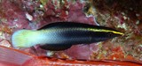 Labroides bicolor 双色裂唇鱼 新喀里多尼亞