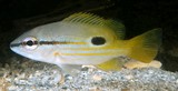 Lutjanus fulviflamma Dorade à tache noire Nouvelle-Calédonie lignes jaunes sur les flancs