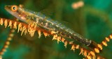 Bryaninops tigris Blackcoral whipgoby New Caledonia