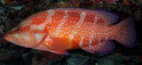 Cephalopholis miniata Coral Rockcod New Caledonia Lagoon reef fish numerous bright blue spots