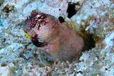 Crossosalarias macrospilus Blennie à trois points Nouvelle-Calédonie Récif poisson aquarium