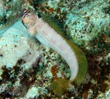 Crossosalarias macrospilus Tripplespot blenny large adult New Caledonia aquarium reef fish