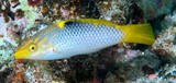 Halichoeres hortulanus Labre-échiquier Girelle maïs vert arc-en-ciel jaune Nouvelle-Calédonie poisson du lagon