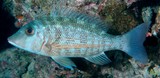 Lethrinus obsoletus Orangestripe emperor Pigface bream New Caledonia fish lagoon aquarium