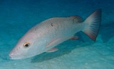 Lutjanus argentimaculatus Mangrove red snapper New Caledonia fishing species big game