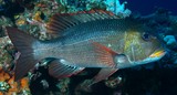Monotaxis grandoculis Brème aux gros yeux Nouvelle-Calédonie lèvres jaune