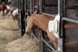 Chapeau de cow-boyFoire de Koumac et du Nord 2016 Nouvelle-Calédonie