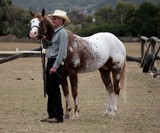 Cheval grand mammifère herbivore et ongulé à sabot unique Foire de Koumac et du Nord 2016 Nouvelle-Calédonie