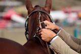 Cheval nattage de la crinière Foire de Koumac et du Nord 2016 Nouvelle-Calédonie