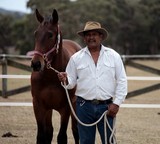 Cheval pur sang Foire de Koumac et du Nord 2016 Nouvelle-Calédonie