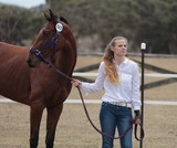 Cheval pur sang Foire de Koumac et du Nord 2016 Nouvelle-Calédonie