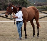 Cheval Concours agricole Foire de Koumac et du Nord 2016 Nouvelle-Calédonie