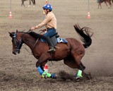 Musculature cheval Foire de Koumac et du Nord 2016 Nouvelle-Calédonie