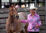 Cheval de concours Foire de Koumac et du Nord 2016 Nouvelle-Calédonie