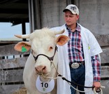 Jeune taureau charolais Foire de Koumac et du Nord 2016 Nouvelle-Calédonie