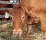 Jolie veau limousin Foire de Koumac et du Nord 2016 Nouvelle-Calédonie