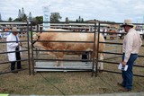 Taureau Idalgo race blonde d'aquitaine Foire de Koumac et du Nord 2016 Nouvelle-Calédonie