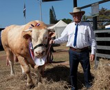 Taureau et son éleveur Foire de Koumac et du Nord 2016 Nouvelle-Calédonie