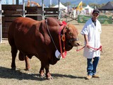 Taureau Droughtmaster Foire de Koumac et du Nord 2016 Nouvelle-Calédonie