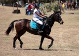 Cheval saut d'obstacles Foire de Koumac et du Nord 2016 Nouvelle-Calédonie