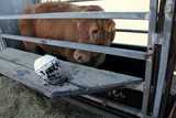 Bull Ridding Foire de Koumac et du Nord 2016 Nouvelle-Calédonie