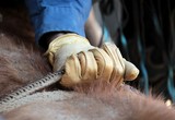 Technique Rodéo bullrope Foire de Koumac et du Nord 2016 Nouvelle-Calédonie