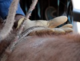 Bullrope sur le taureau Foire de Koumac et du Nord 2016 Nouvelle-Calédonie