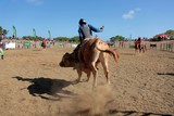 Taureau de Rodéo Foire de Koumac et du Nord 2016 Nouvelle-Calédonie