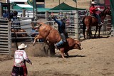 Monte de taureau Foire de Koumac et du Nord 2016 Nouvelle-Calédonie