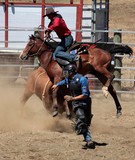 Taureau risque rodéo cheval Foire de Koumac et du Nord 2016 Nouvelle-Calédonie